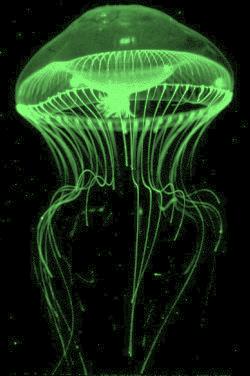 Introduction to Genetic Engineering: Bacterial Transformation with Green Fluorescent Protein (pglo) Genetic engineering is an umbrella term that encompasses many different techniques for moving DNA