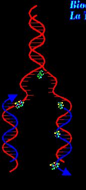 DNA Replication 1. When = Occurs before cell division 2.