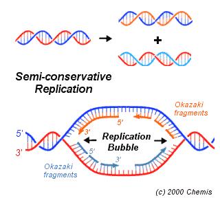 DNA During S stage in interphase, DNA replicates