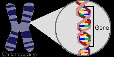 DNA Gene - a segment of DNA that