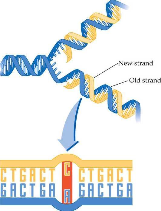 MUTATIONS A mistake in DNA replication is called a mutation.