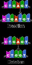 Types of mutations Mutations Frame Shift Mutations: the number of nucleotides inserted or deleted is not a multiple of