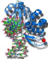 DNA Repair A complex system of enzymes, active in the G 2 stage of interphase, serves