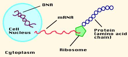 Transcription - mrna is made from DNA & goes to the ribosome Translation