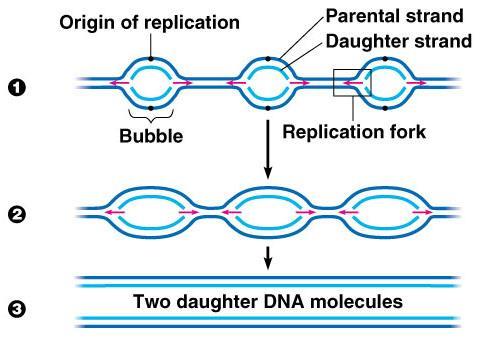 Origin of Replication Proteins recognize the sequence and attach to the DNA Replication occurs in