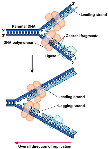 Synthesis of Leading and Lagging Strands Leading Strand DNA copied in the 5 3 direction Lagging Strand DNA copied in the opposite