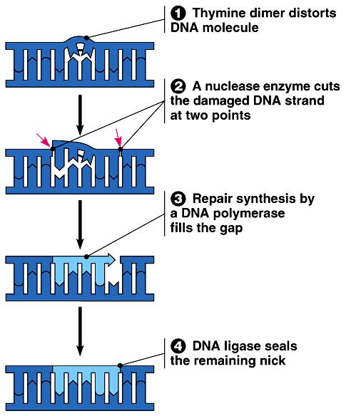 Enzymes Proofread DNA A Nuclease (DNA polymerase and/or ligase)