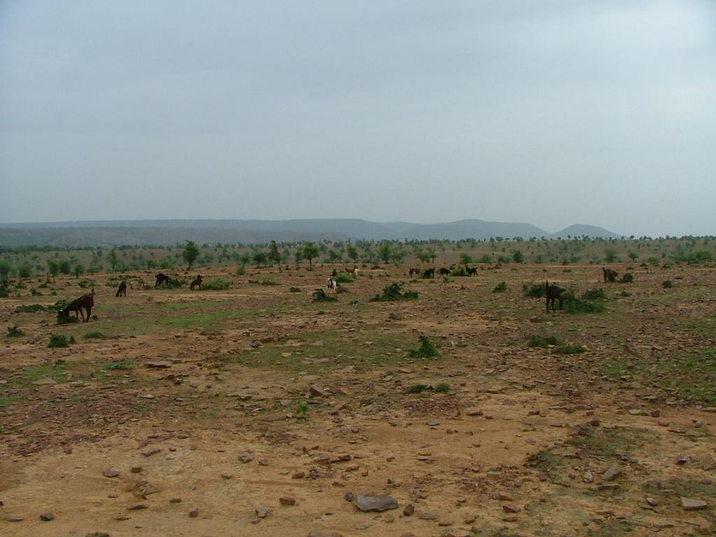 Degraded lands are often seen as a solution to land scarcity (e.g., solve tropical deforestation, bioenergy production).