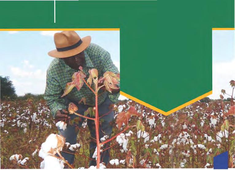 Fact 2 South Africa became the first country in Africa to commercialize a GM crop in 1998. 1. Insect resistant (Bt) cotton was the first biotech crop planted in 1998.