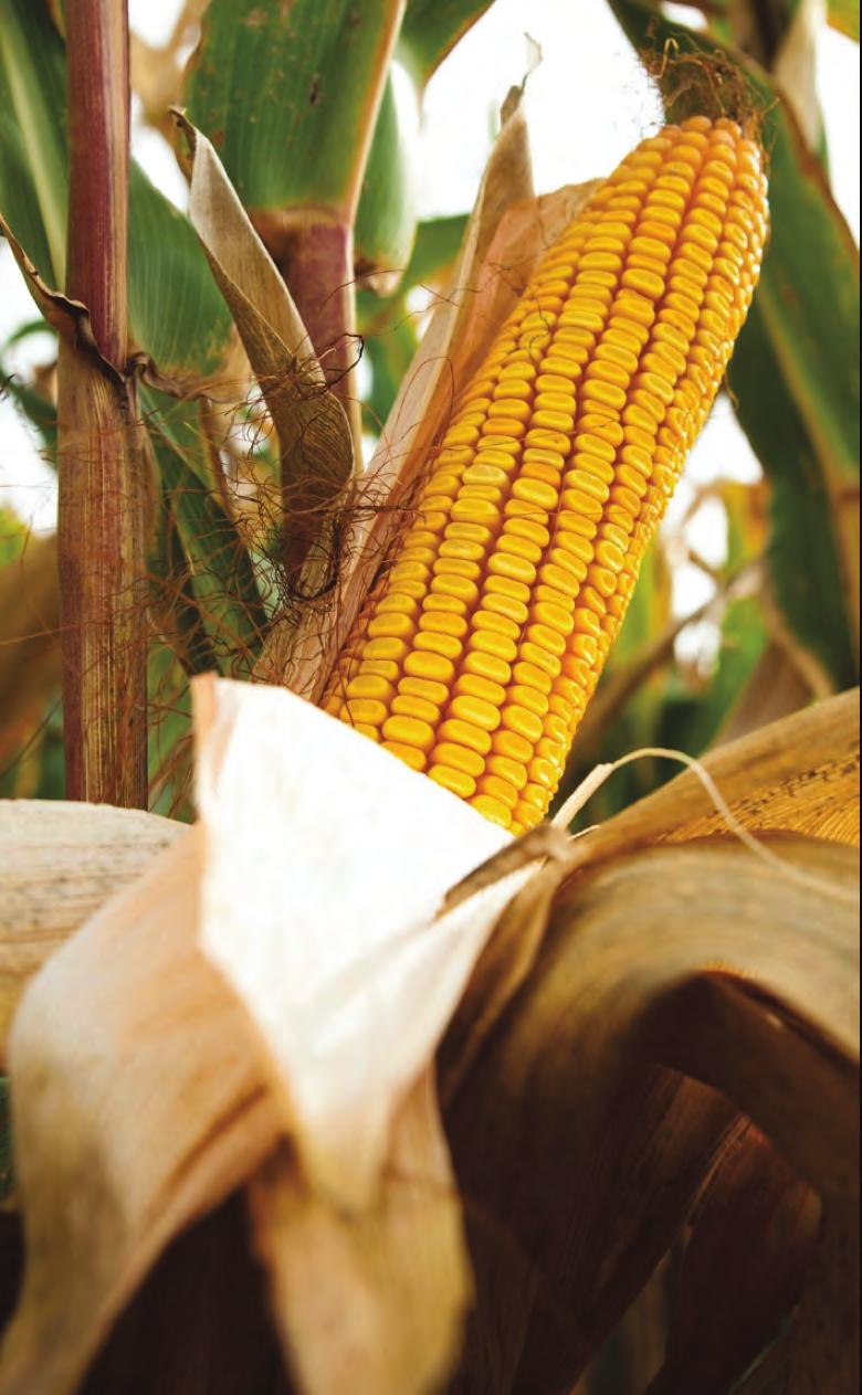 The DroughtGard trait is designed to help the maize plant use less water when drought stress occurs, creating the opportunity to conserve soil moisture and help minimize yield loss under drought