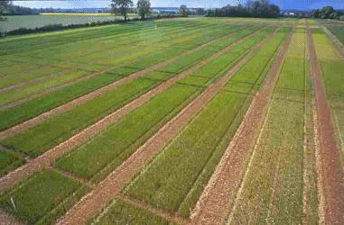 Field Strip Tests: A Valuable Approach The Original