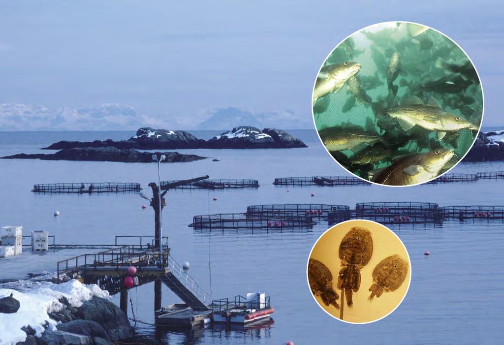 Research and Advise Aquaculture, IMR Norway Sustainable aquaculture Environmental and ecological effects of aquaculture and