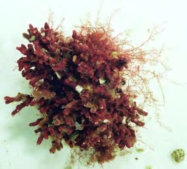 macroalgae Sensitive organism such as corals