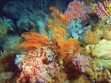 Example: in 1983 El Niño was particularly harsh and extended, and half the coral colonies off the west coast of Panama died and have not recovered.