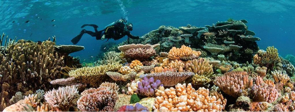 The World Heritage committee is threatening to list Australia s Great barrier Reef as in danger This would be an embarrassment to the Australian government which established