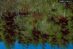 Doug Maguire, Oregon State University, Image 2714015, http://www.forestryimages.