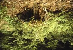 swampy via evapotranspiration; then other species can