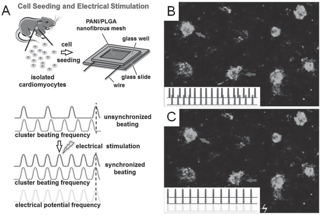 Figure 6. The electrophysiological function of cardiac tissues cultured on conductive electrospun scaffolds.