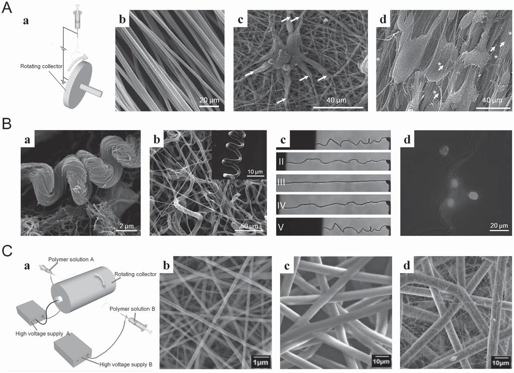 Figure 3. Structural control on electrospun fi bers. A) Aligned electrospun scaffolds and their guidance for cell orientation.