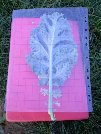 Harvest - % cover estimate Percentage of leaf surface infested estimated using plastic grid