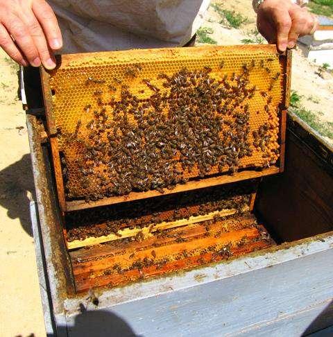 This system as well as helps the beekeeper in increasing the productivity it is also enables the production of natural swarms and rearing the queens.