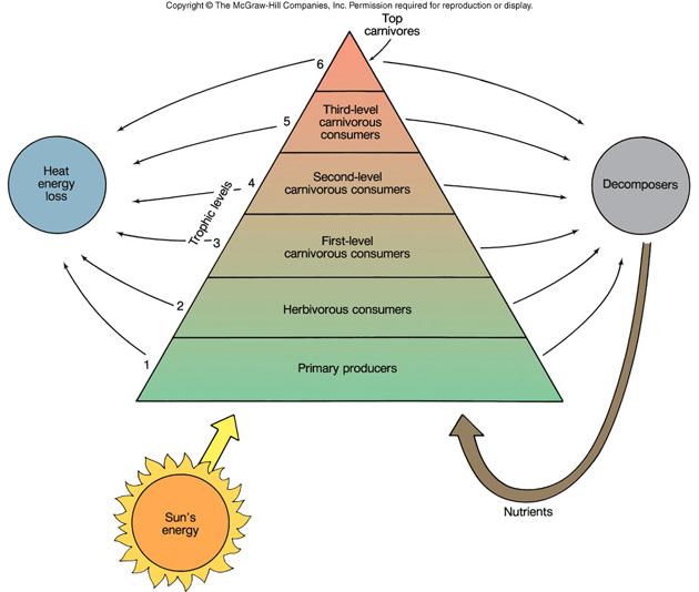 Trophic Pyramids Input nutrients & solar E at base (phytoplankton) Nutrients out at each level Bacteria cycle nutrients back to base!
