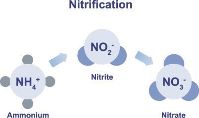Nitrification Autotrophic Bacteria Nitrification is a two step biochemical process performed by specific bacteria known as nitrifiers that convert ammonia to nitrate use carbon dioxide as the carbon