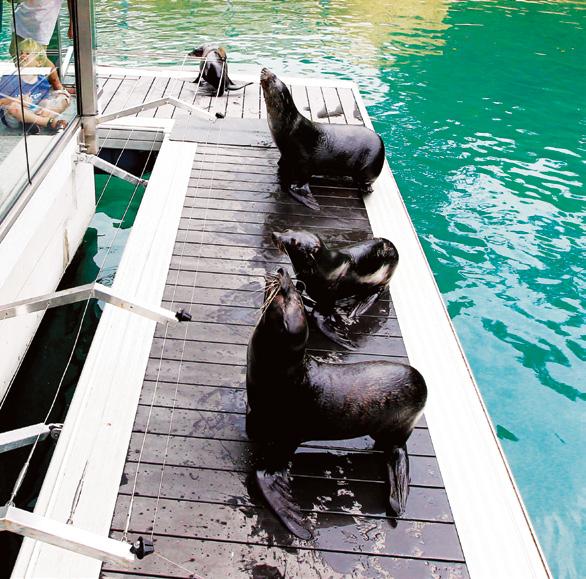 138mm Slate Grey CleverDeck SeaWorld, Queensland Decking CleverDeck Long life,