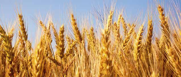 Customer Case Study: University of Bristol Wheat Genomics Why wheat?