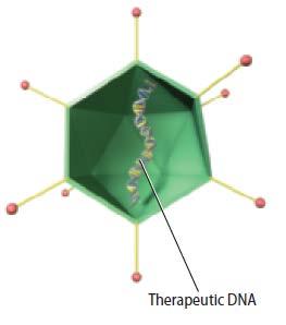 The Genome and Genetic Disorders Gene therapy Gene therapy is a technique aimed at correcting mutated genes