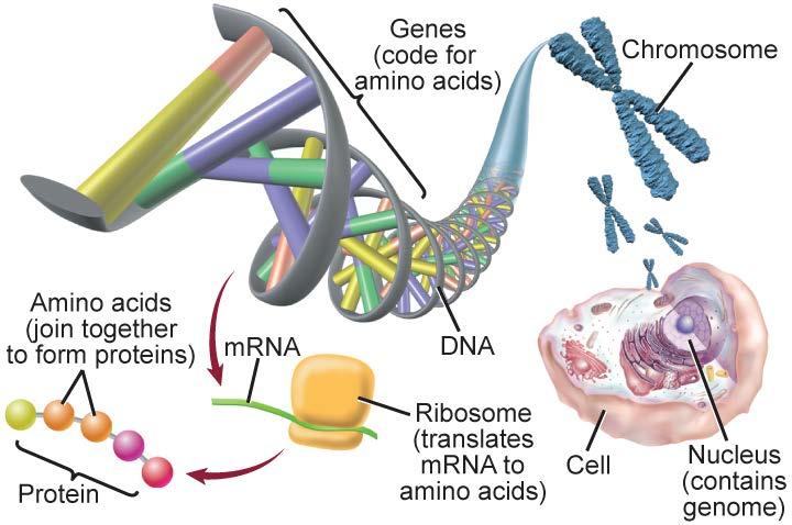 Genomics and Proteomics Genomics is the study of an organism s genome.