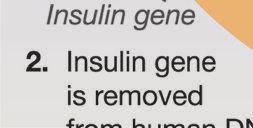 production of insulin to treat people with