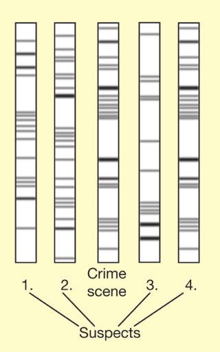 DNA fingerprints from blood collected at the crime scene are shown in the middle column. Which suspect committed the crime? Explain your reasoning. 5. What is a genome?