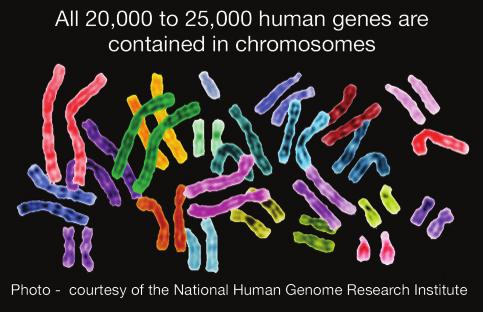 The goals of the project were to: Find the sequences of the 3 billion base pairs in the human genome. Identify all the genes of the human genome. Make the information available to other scientists.