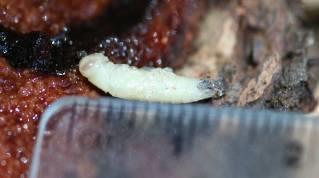 ?? Larvae chew through bark to sapwood surface
