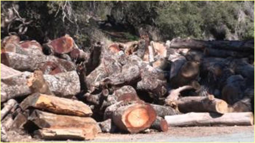 Firewood Concerns A Major Source of Movement of