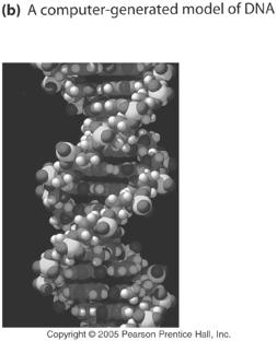 Introduction to Genetics/DNA Replication The DNA molecule is found in the nucleus and is composed of nucleotides The