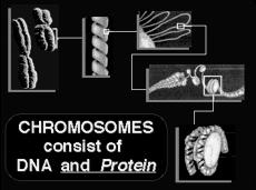 Chromosomes vs Genes A chromosome constitutes an entire DNA molecule which is