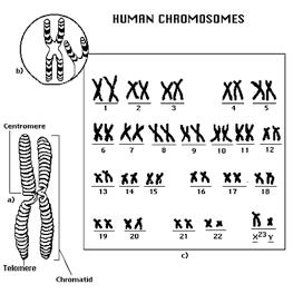 Abnormalities involving more or less than the normal amount of chromosomes can be