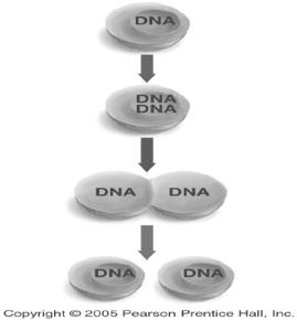 Answer: DNA replication During the life of the cell, each chromosome of DNA makes a copy of itself.