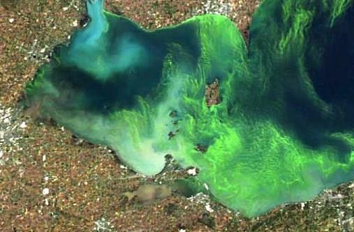 Harmful Algal Blooms & Nuisance Benthic Algae in WLEB Total