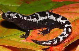 marbled salamander salamander These