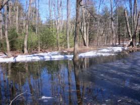migrate to vernal pool to breed (April May for wood
