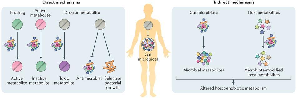 Data-mining HMP Metagenomic Data to Discover Important Molecules or Pathways Gut microbiota can play direct and indirect roles in drug metabolism