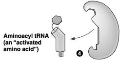 trna molecules differ in their anticodon sequence, which bind to a complementary codon on mrna. Amino acids are joined to their own trna by aminoacyl-trna synthetase.