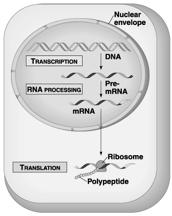 translate the same mrna simultaneously. These strings of ribosomes are called polyribosomes, or polysomes.
