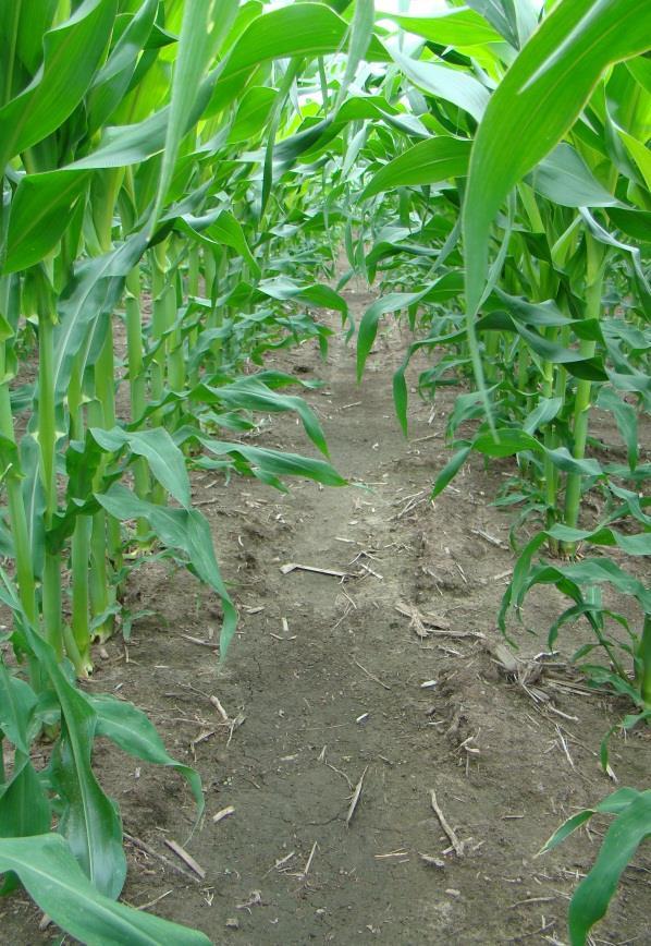 Maximize Corn Yield Potential Three effective modes of action Manages herbicidetolerant or resistant weed biotypes Longer-lasting residual than competitive herbicides Lumax (1.5 qts.