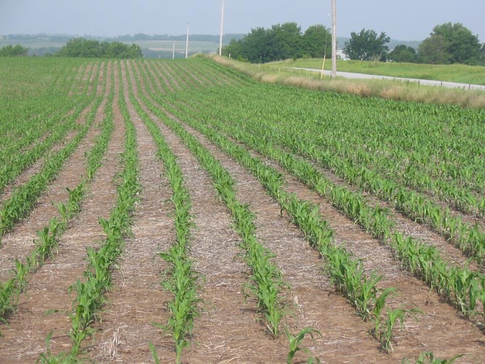 Start Strong: Early-Season Weed Management Uncontrolled weeds can lower yield potential Weeds consume nutrients faster than crops Weeds can cause $20 billion of in crop damage 1 1 Basu C, Halfhill