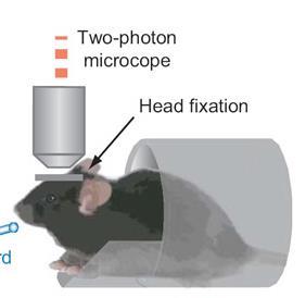 Laser scanning two-photon microscopy Laser scanning imaging of GCaMP6-expressing