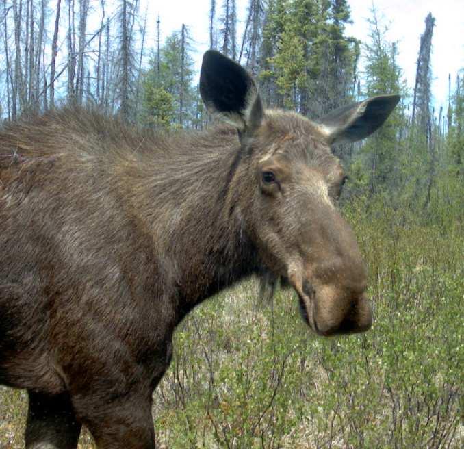 Moose Variety of habitat requirements over their home range (10-40 km 2 + ) Winter and summer cover Winter and summer food (aquatics) Reproductive Important sites (mineral licks) Moose Winter and